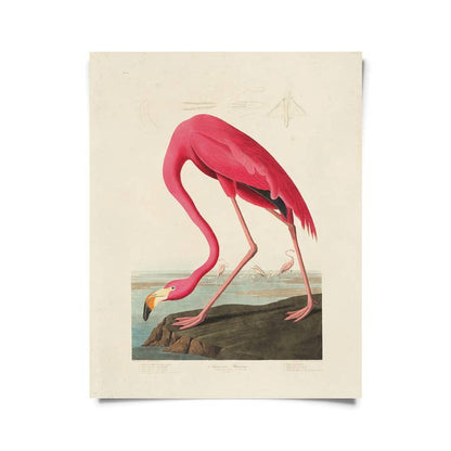 Vintage Audubon Flamingo Bird Print w/ Optional Frame