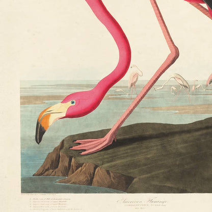 Vintage Audubon Flamingo Bird Print w/ Optional Frame