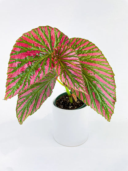 Begonia Brevirimosa Exotica