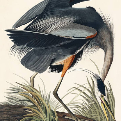 Great Blue Heron - Wall Art