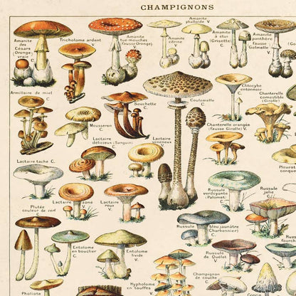 Vintage French Champignons Mushroom Print w/ Optional Frame